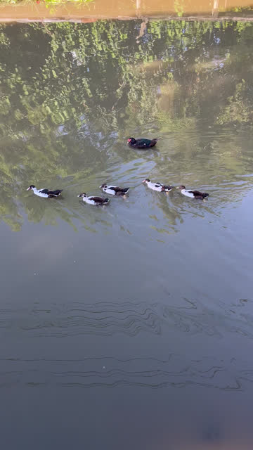 flock of ducks in river
