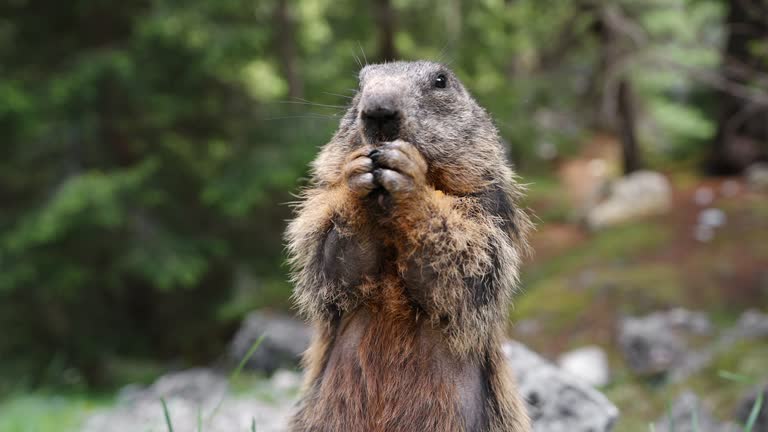 Marmot eats banana in wild and stands in green clearing close up summer in forest in mountain range. Wild animals. Protecting and caring for animals in wild. Nature
