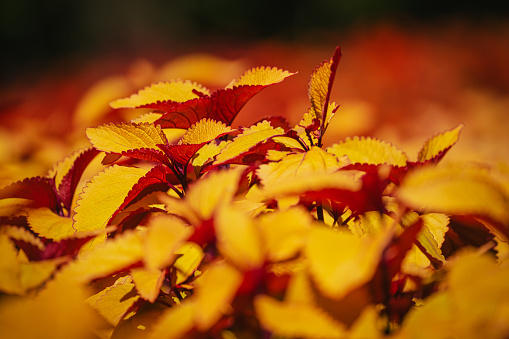 Coleus flowers in bloom in autumn at the park, 2023 October