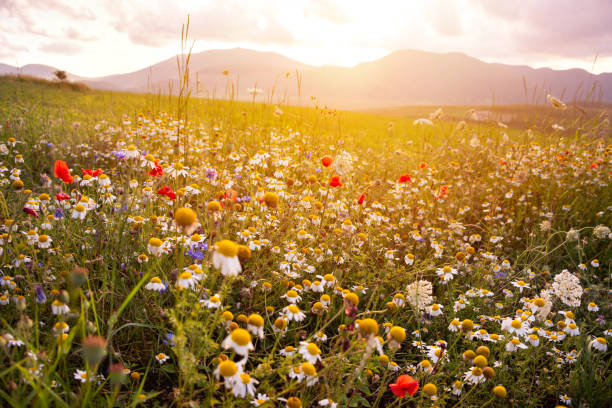 istock Daisies and other wild flower in summer meadow on sunset 1972100842