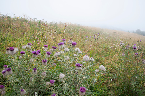 Purple and White Flowers on the Path of Mount Matajur During a Foggy Summer Day. Udine Province, Italy - Slovenia Border