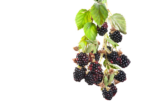 Bunch of blackberries against a white background