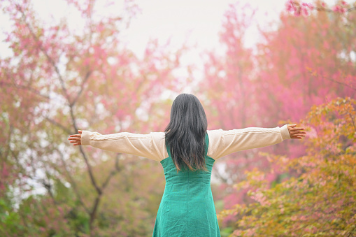 Rear view of young woman with arms raised enjoying the fresh air among the blooming wild Himalayan cherry blossom.