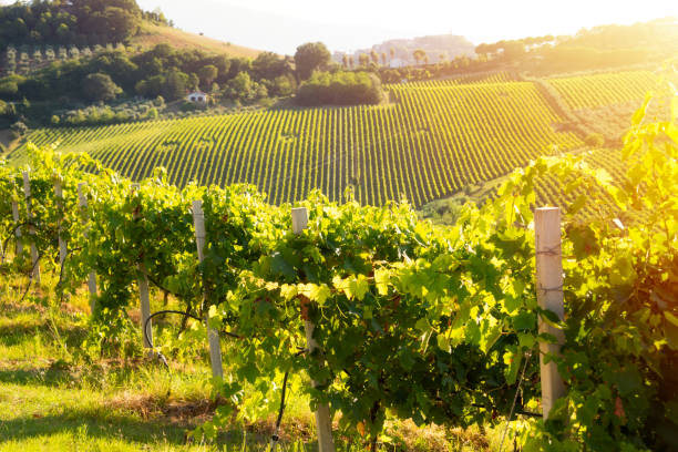istock Countryside landscape with vineyard on hill lit by sun 1972112607