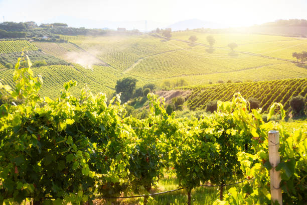 istock Countryside landscape with vineyard on hill lit by sun 1972113115