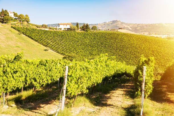 istock Countryside landscape with vineyard on hill lit by sun 1972113128