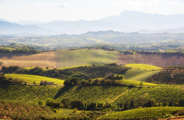 istock Countryside landscape with vineyard on hill lit by sun 1972113659