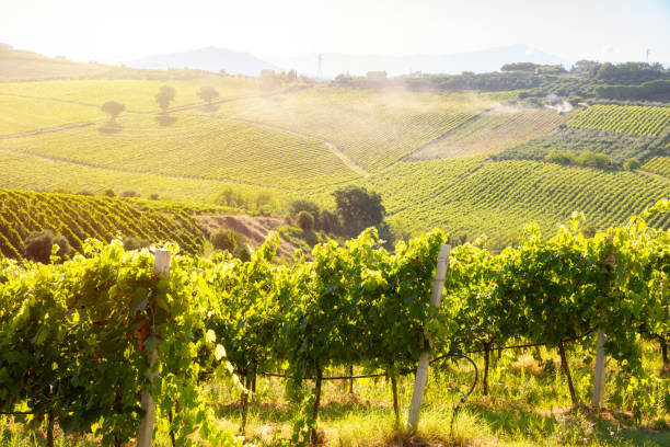 istock Countryside landscape with vineyard on hill lit by sun 1972114174