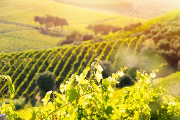 istock Countryside landscape with vineyard on hill lit by sun 1972114695