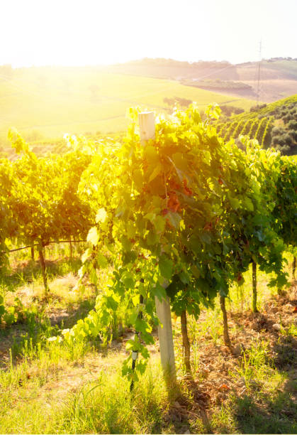 istock Countryside landscape with vineyard on hill lit by sun 1972116274