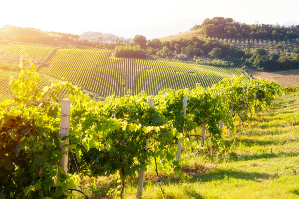 istock Countryside landscape with vineyard on hill lit by sun 1972117395