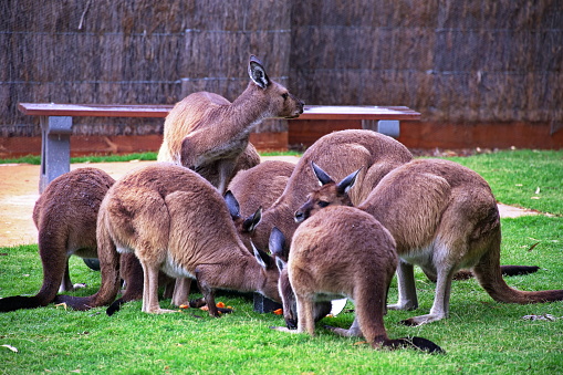 A group of kangaroos in a zoo