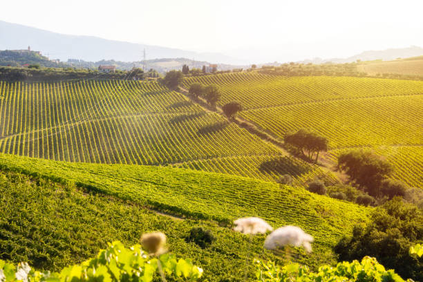 istock Countryside landscape with vineyard on hill lit by sun 1972119421