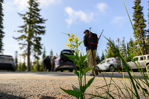 Wildflowers at the carpark of Skyline Loop Trailhead. Man getting ready to hike. Mt Rainier National Park. Washington State. USA.