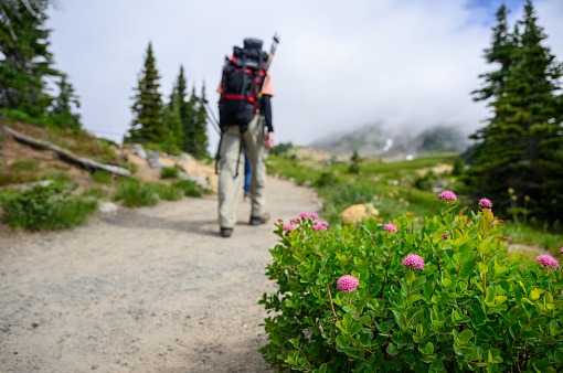 Focus on foreground Rosy Spirea wildflowers at Mount Rainier National Park. People hiking Skyline Loop Trail. Washington State.