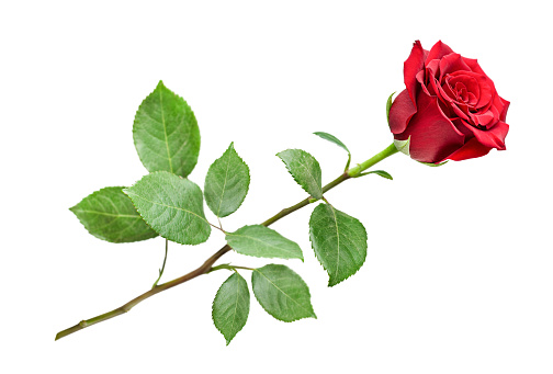 one rose with leaves on a white isolated background