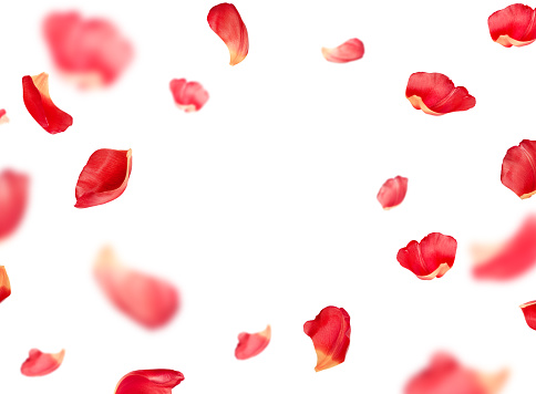 red petals fly in a circle, on an isolated white background