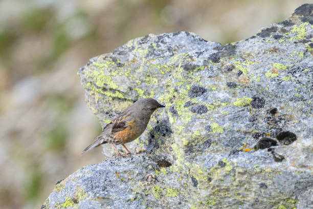 istock An Alpine Accentor standing on a rock 1972134425