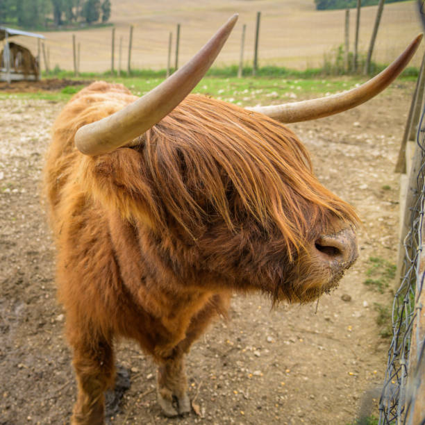 portret bydła rasy highland w parku - chow domestic animals animal beautiful zdjęcia i obrazy z banku zdjęć