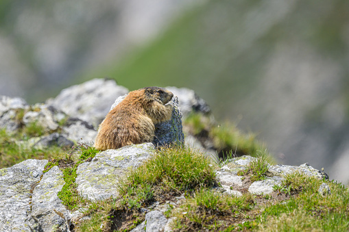 An alpine marmot sitting on a rock on a sunny day in summer in South Tyrol (Italy)