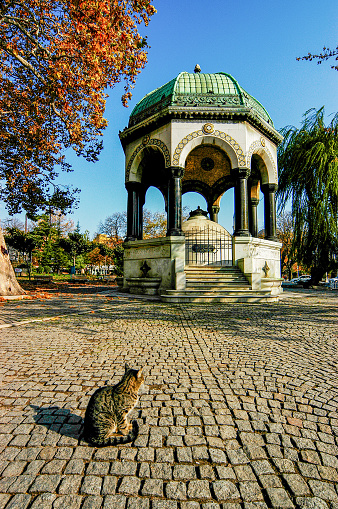 German Fountain and a lonely cat