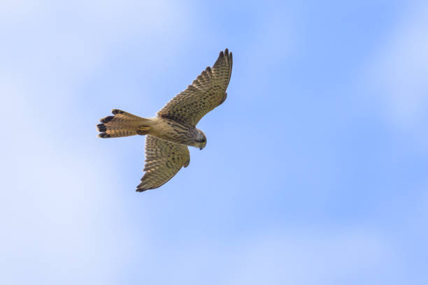 istock A Common Kestrel in flight on a sunny day in summer 1972141886