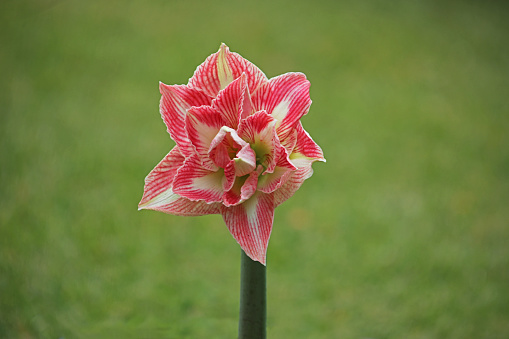 From the garden is a potted double Amaryllis type Dancing Queen having a large bloom of double wide white petals with striking pinkish patterns in contrast against a soft green background.