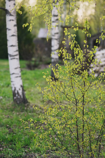 istock spring in the countryside. Fresh birch leaves in may 1972145659