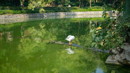 White Indian Goose Duck in their natural habitat, green lake