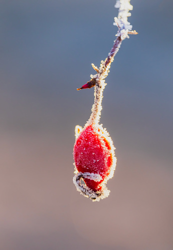 Frozen brier with hoarfrost and blury background. Winter, early spring background