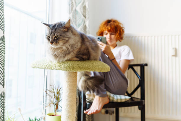 istock domestic cat sits on cat tree house in interior room 1972157227