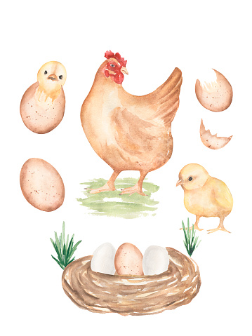 Watercolor chicken life cycle stages illustration, cute kids infographic composition from fertile eggs embryo development to hatching chicks, hand painted educational clipart