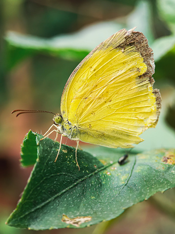 Pyrisitia nise, the mimosa yellow, is a butterfly in the family Pieridae.