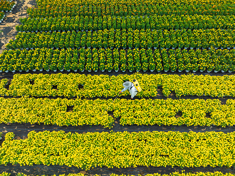 Drone view florist take care of flowers in garde for Tet holiday - Tuy Hoa city, Phu Yen province, central Vietnam