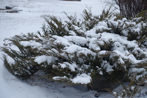 savin juniper shrubs covered with snow in January