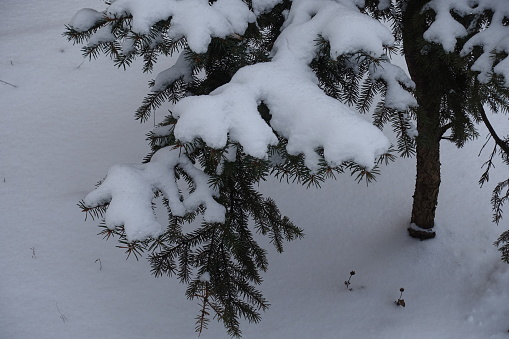 Branches of Colorado blue spruce covered with snow in January