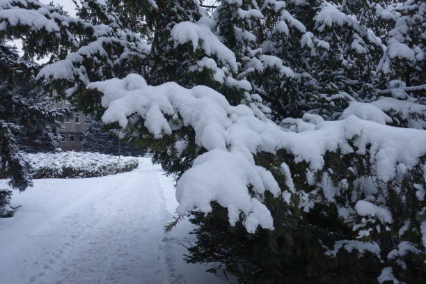 Pure white snow on branches of common yew in January