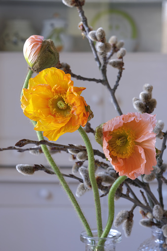 Orange and salmon poppy flowers with a bud on the background of blurred quaking aspen flowers