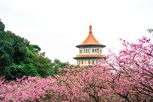 Wuji Tianyuan Temple with beautiful cherry blossom in Taiwan