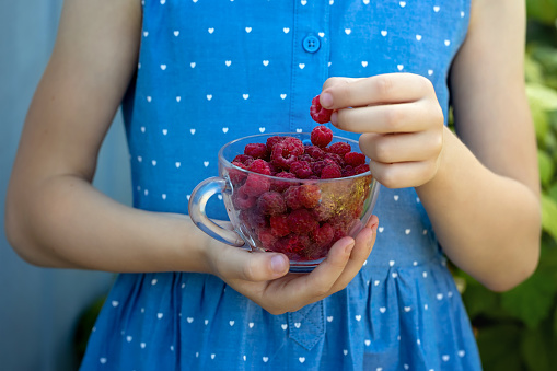 Red, ripe forest raspberries in a glass bowl. The child's hands are holding a bowl. Close-up. Raspberry leaf in a bowl. The background is white. Copy space