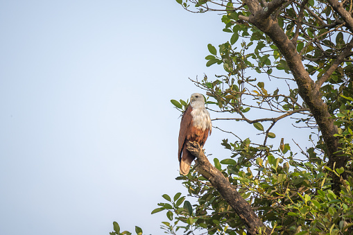 Agonda, Goa, India, The brahminy kite (Haliastur indus), also known as the red-backed sea-eagle in Australia, is a medium-sized bird of prey in the family Accipitridae,