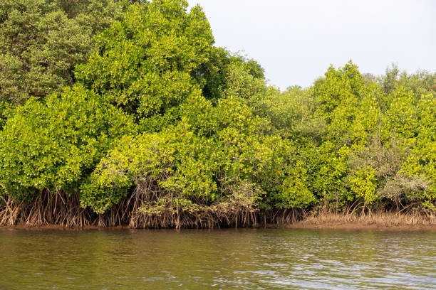 istock A landscape with mangroves. 1972221705