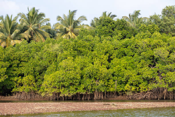 istock A landscape with mangroves. 1972221716
