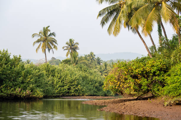 istock Landscape with mangroves and palm trees. 1972222780
