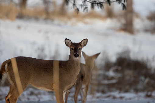 Two deer in a snowy wilderness with tall grass and trees around Lake Springfield, Illinois Area