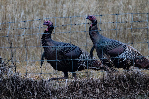 A group of wild turkeys standing in front of a wire fence