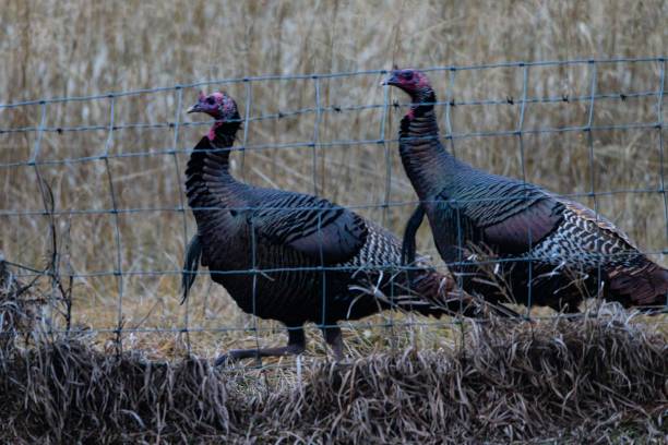 group of wild turkeys standing in front of a wire fence - toms imagens e fotografias de stock