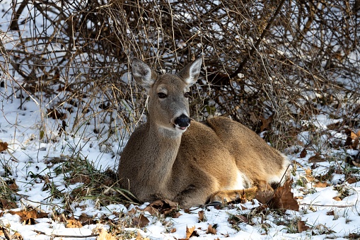 A deer resting in the snow beside trees