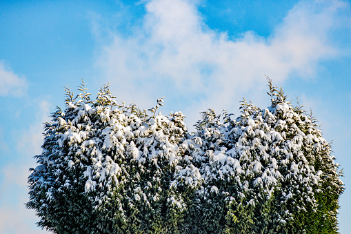 Remains of snow on top of a tree with green foliage against blue sky in background, after heavy snowfall, sunny winter day