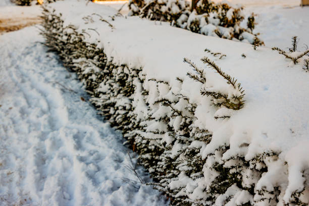 istock Shrub and pedestrian sidewalk covered with heavy snow 1972227149